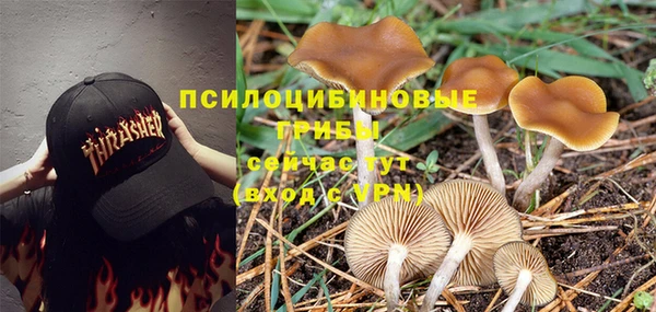 ГАЛЛЮЦИНОГЕННЫЕ ГРИБЫ Заводоуковск